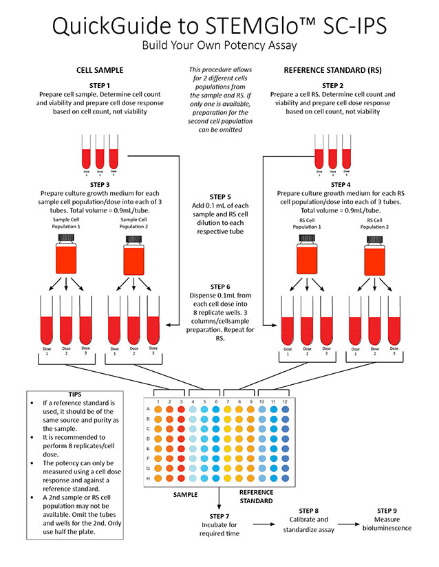 QuickGuide to STEMGlo™ SC-IPS: Build Your Own Potency Assay